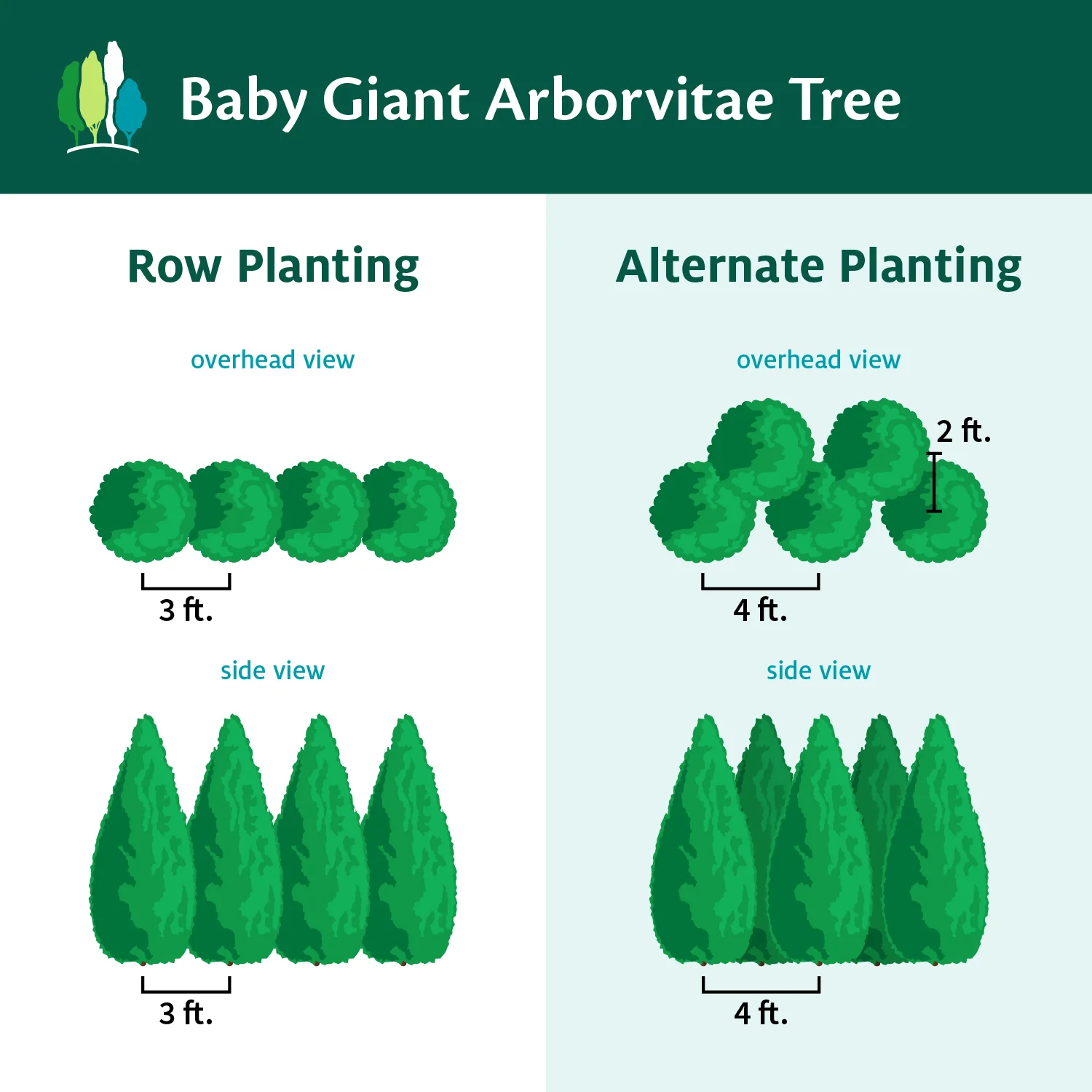 Baby Giant Arborvitae Tree - Image 3