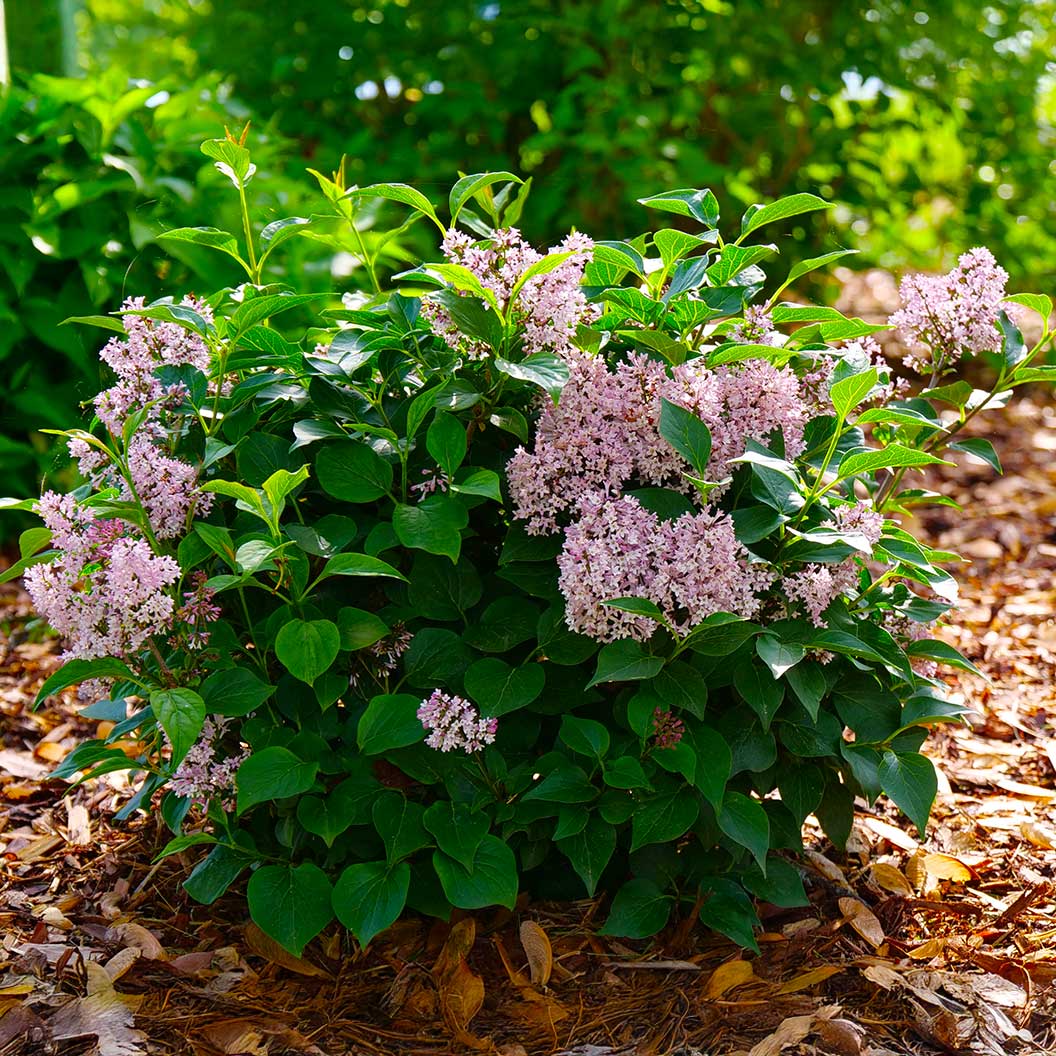 Proven Winners® Baby Kim® Lilac Shrub - Image 3