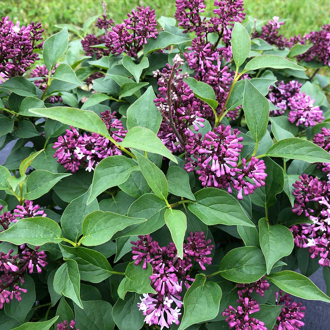 Proven Winners® Baby Kim® Lilac Shrub - Image 4