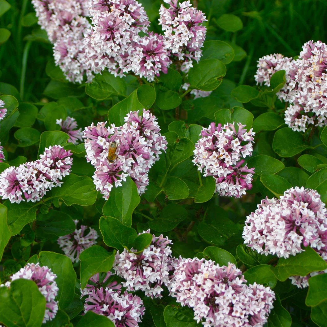 Proven Winners® Baby Kim® Lilac Shrub - Image 5