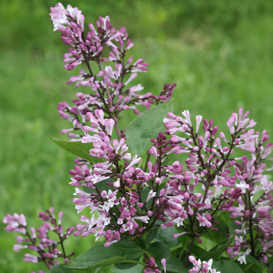Proven Winners® Baby Kim® Lilac Shrub - Image 6