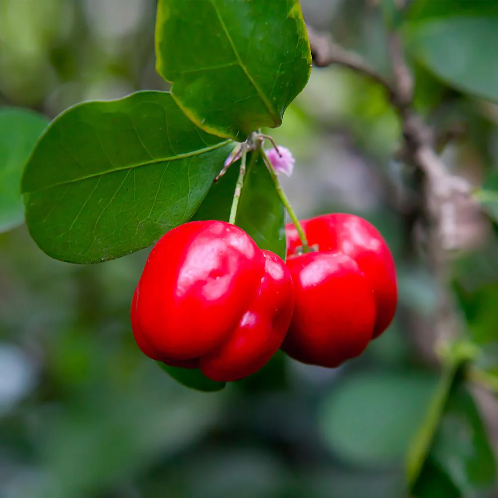 Barbados 'Acerola' Cherry Shrub - Image 2