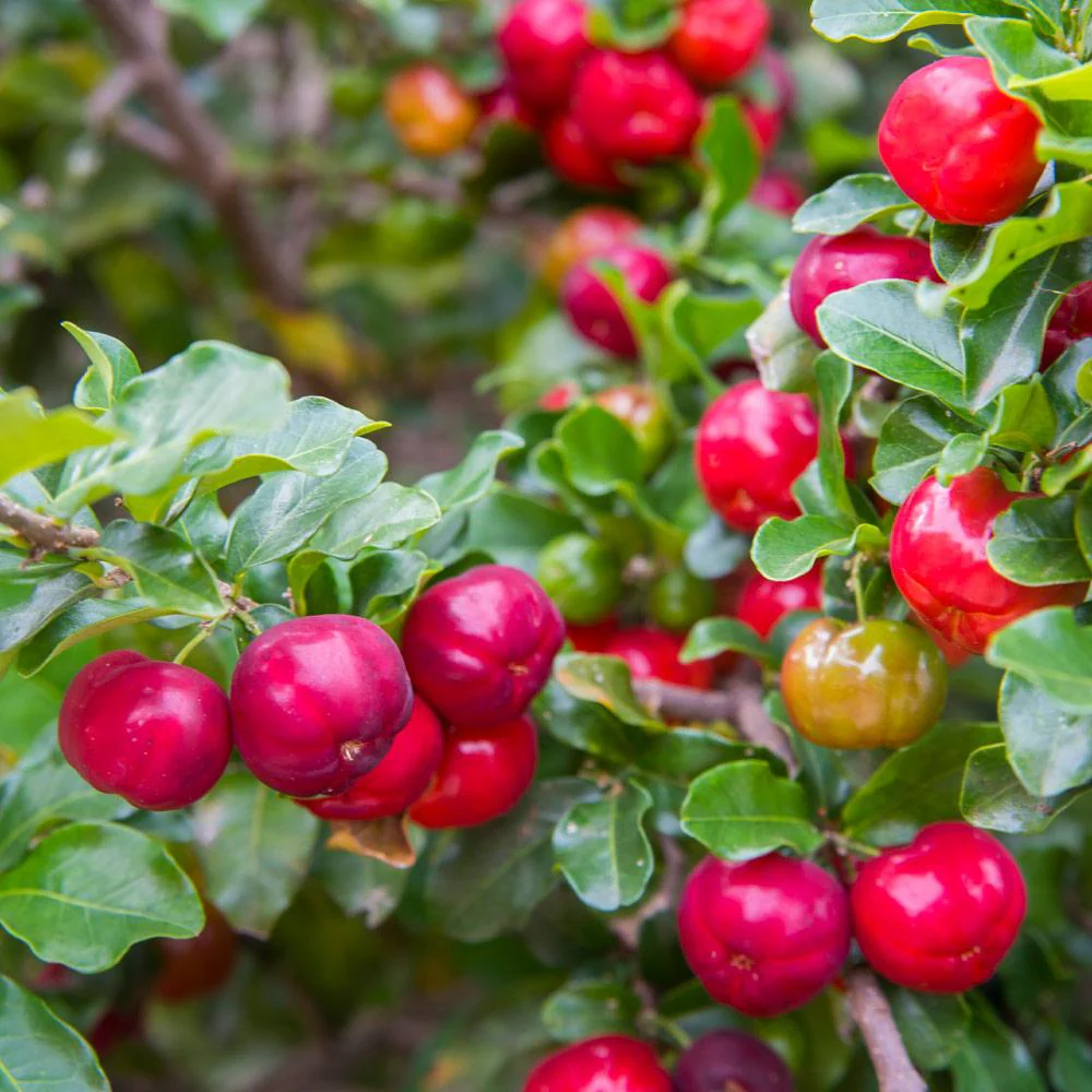 Barbados 'Acerola' Cherry Shrub - Image 3