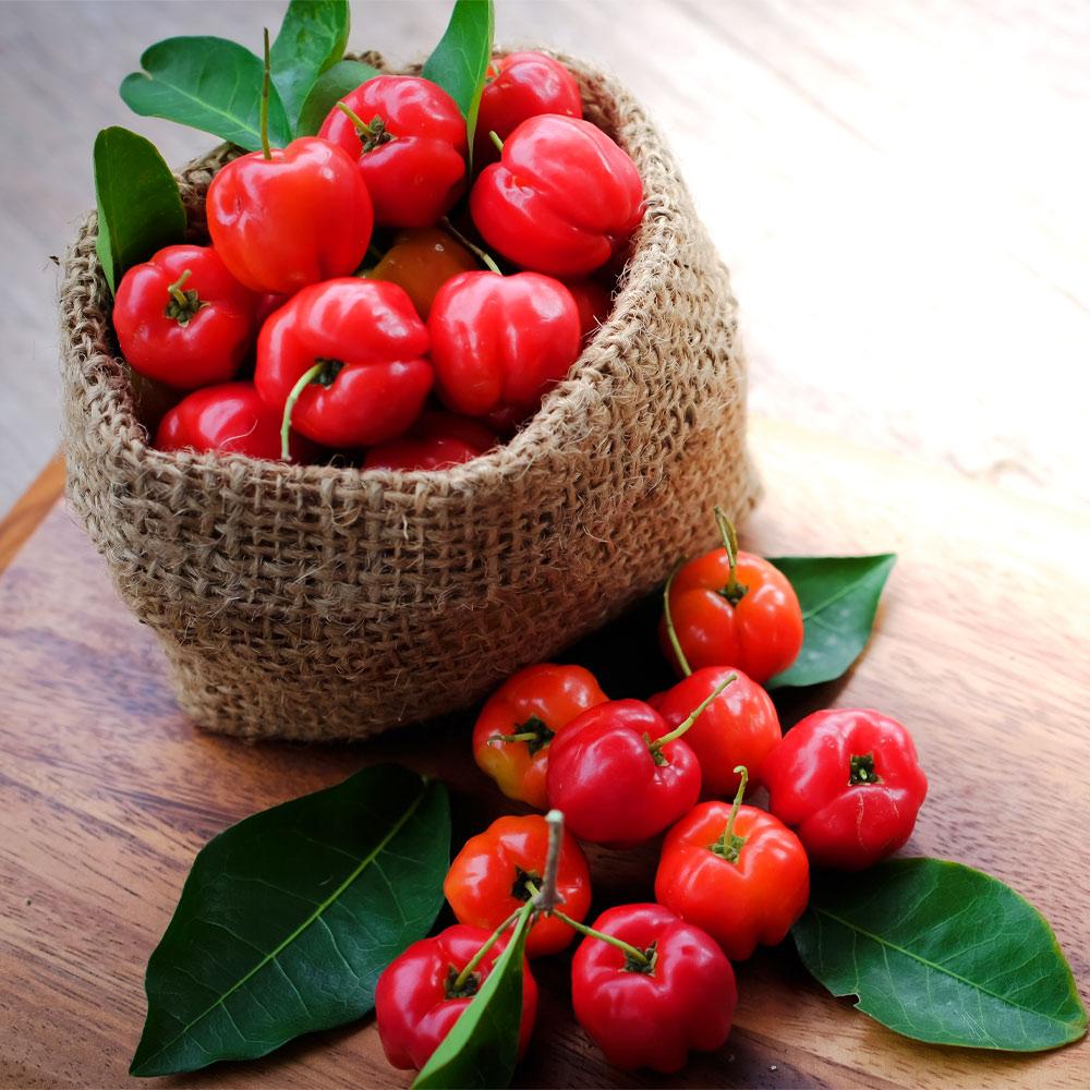 Barbados 'Acerola' Cherry Shrub - Image 4