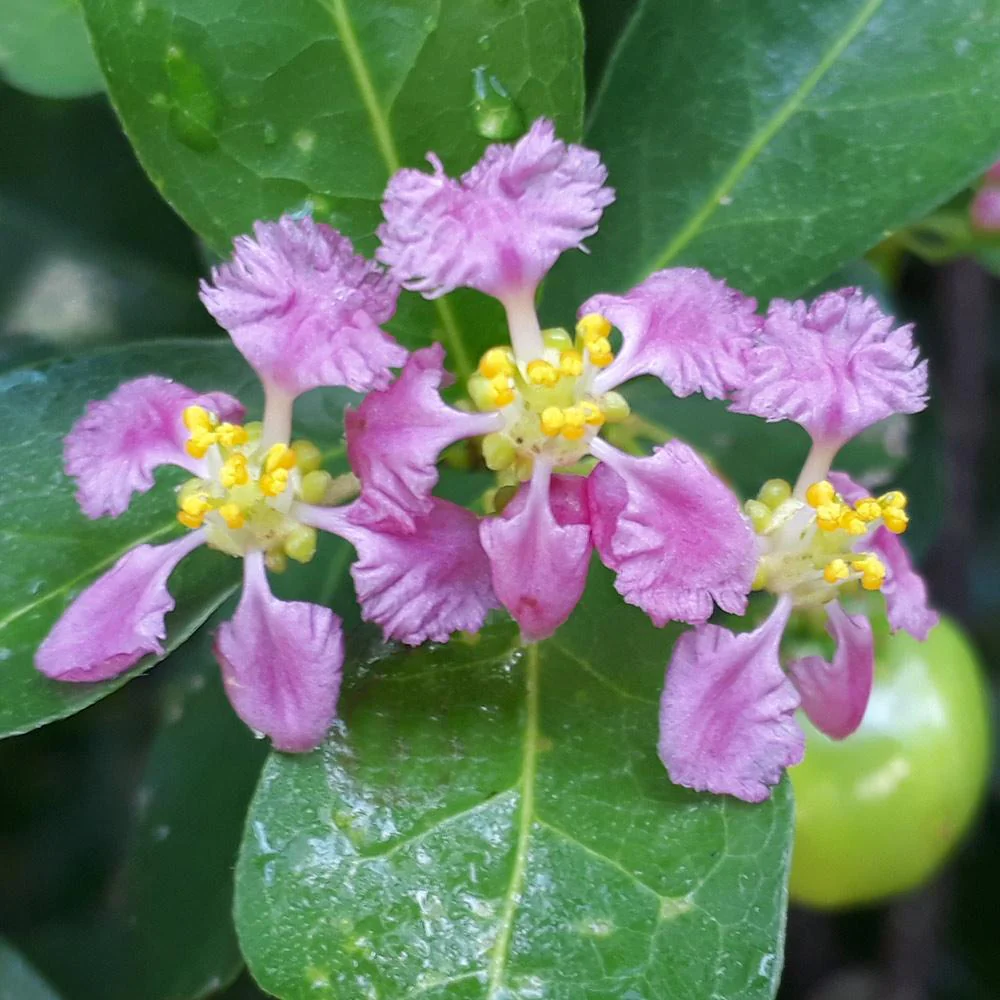 Barbados 'Acerola' Cherry Shrub - Image 5