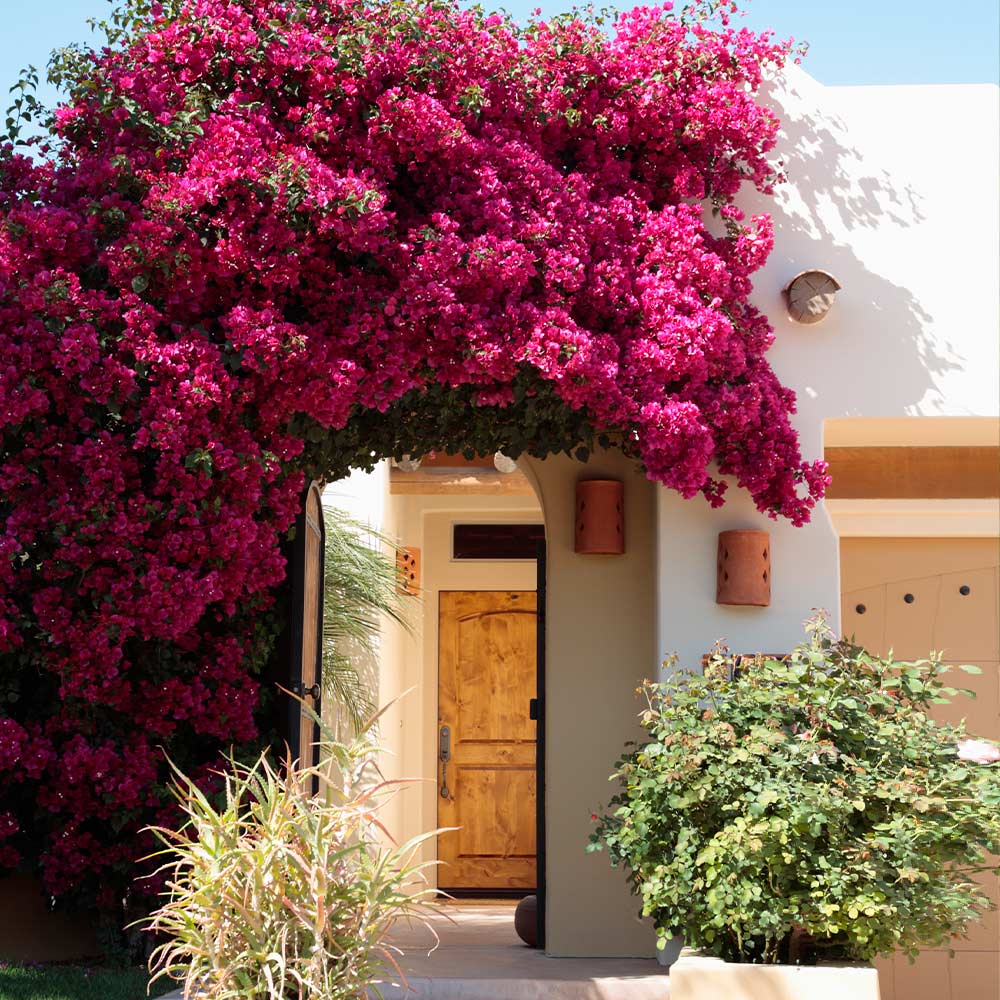 Barbara Karst Bougainvillea Vine - Image 3