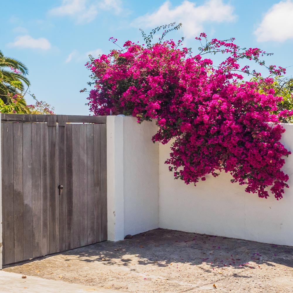 Barbara Karst Bougainvillea Vine - Image 4