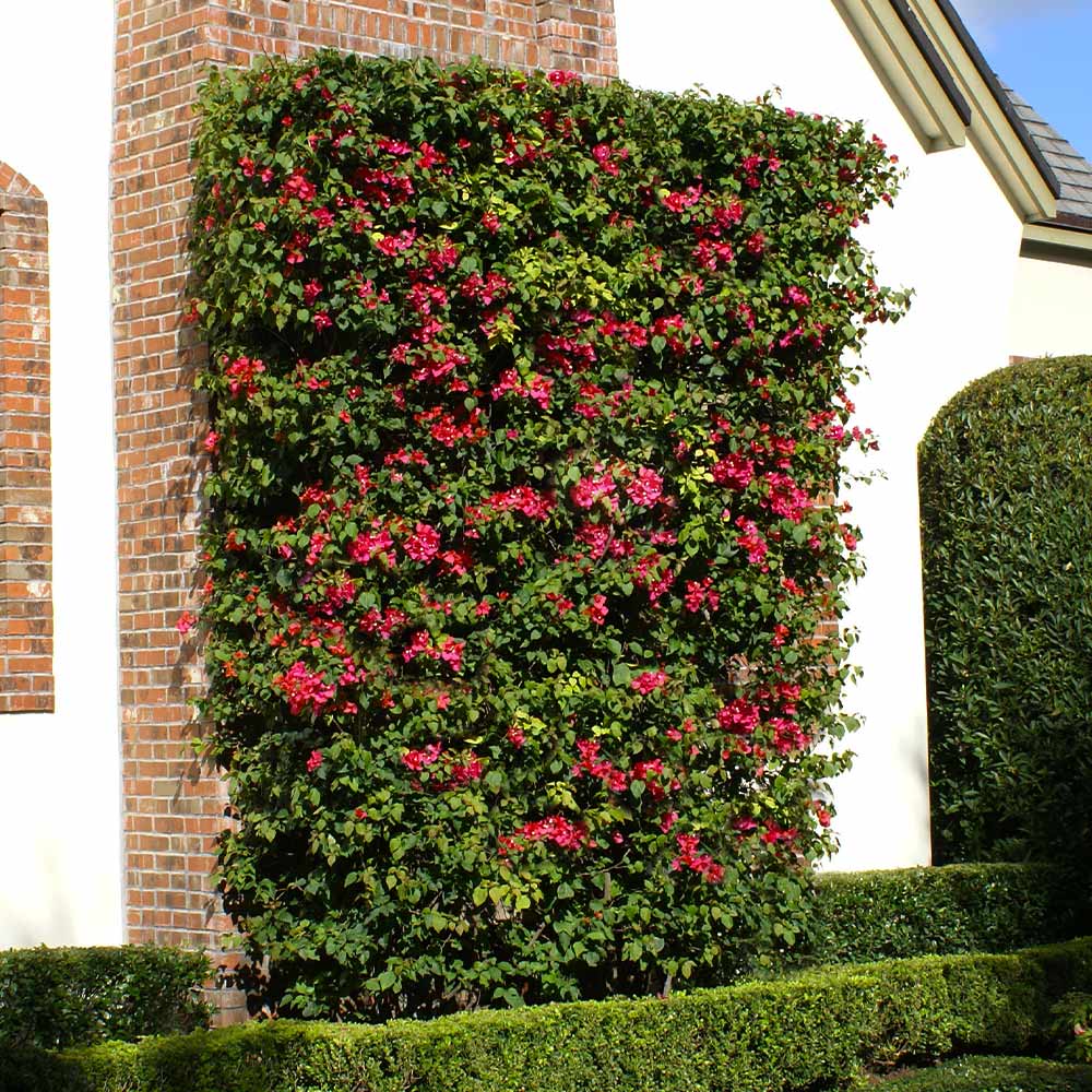 Barbara Karst Bougainvillea Vine - Image 5