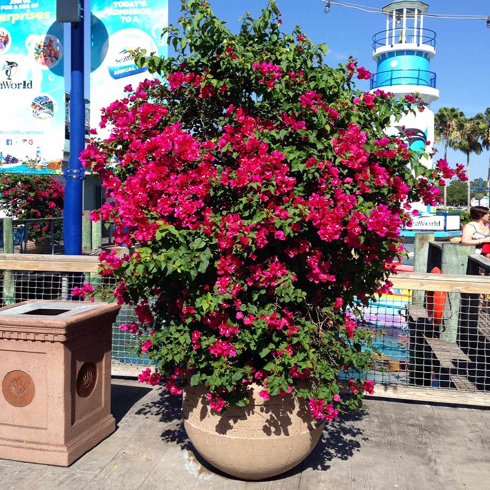 Barbara Karst Bougainvillea Vine - Image 6