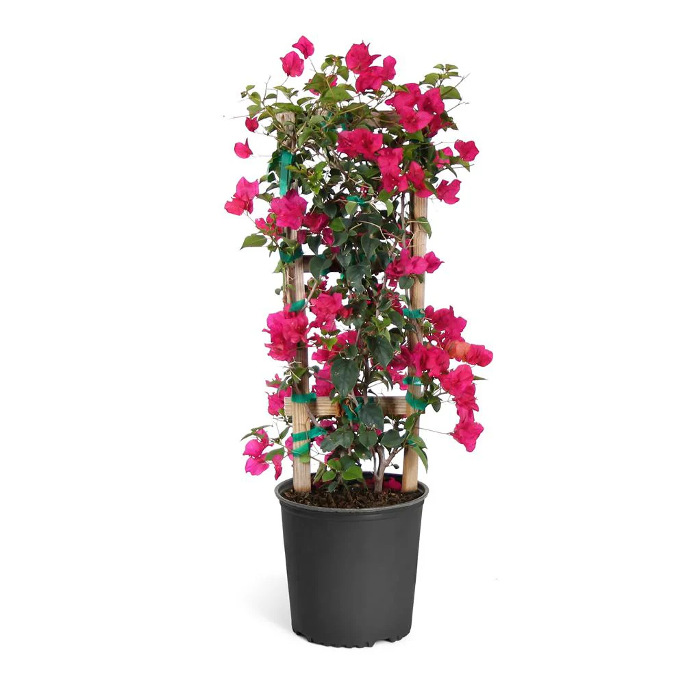 Barbara Karst Bougainvillea Vine - Image 7