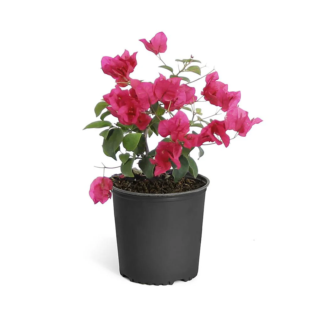 Barbara Karst Bougainvillea Shrub - Image 4