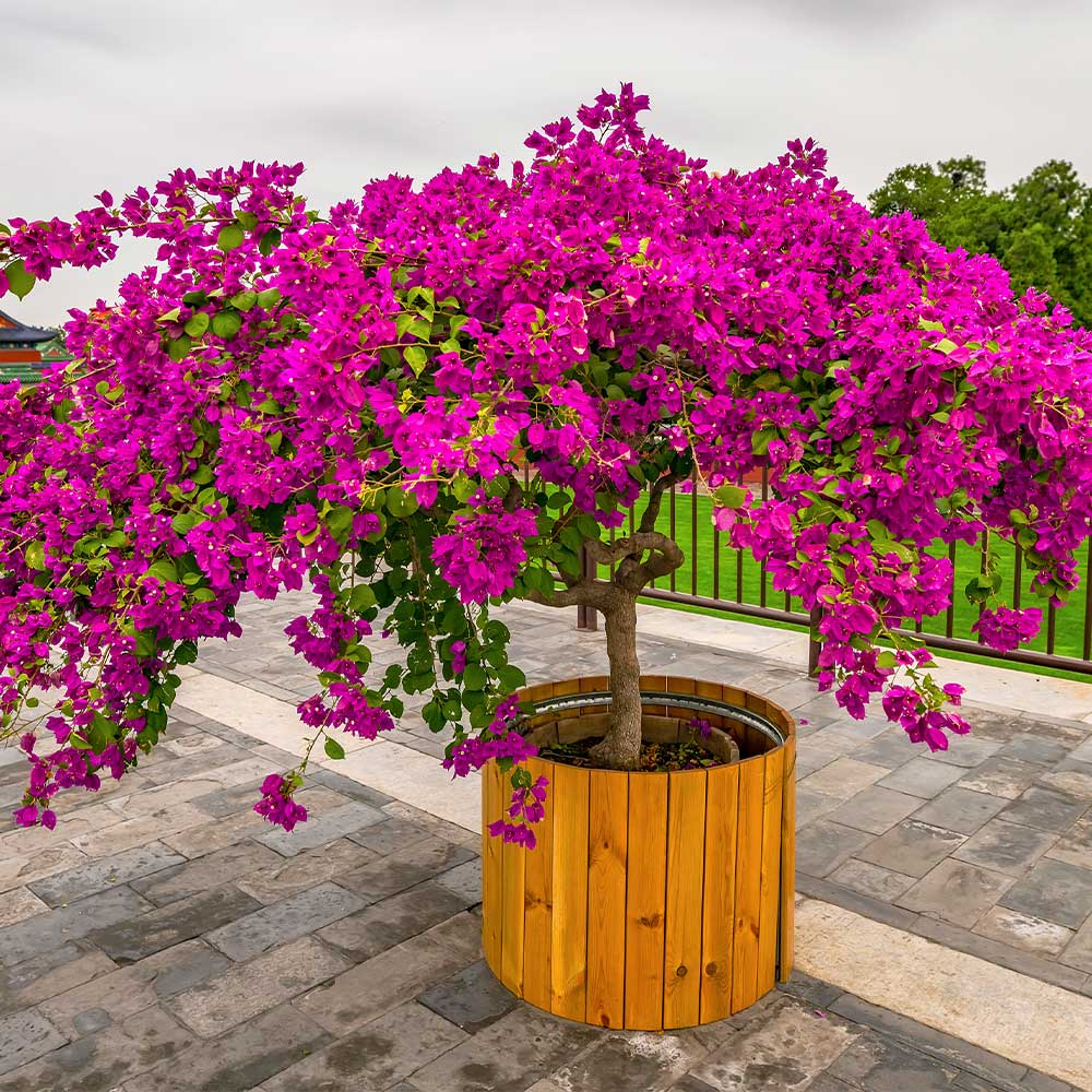 Barbara Karst Bougainvillea Tree - Image 4