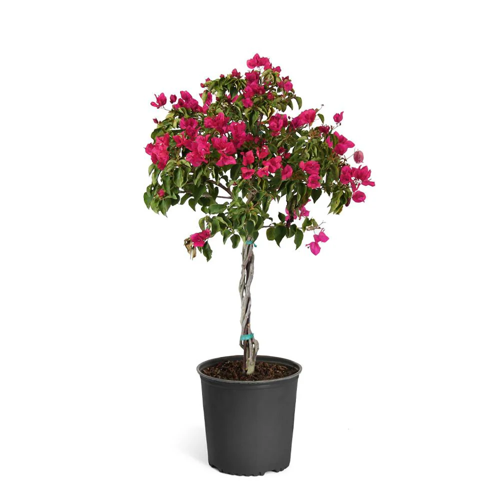 Barbara Karst Bougainvillea Tree - Image 5