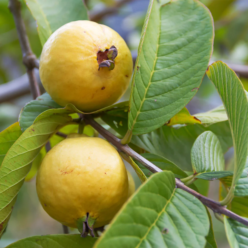 Barbie Pink Guava Tree - Image 3