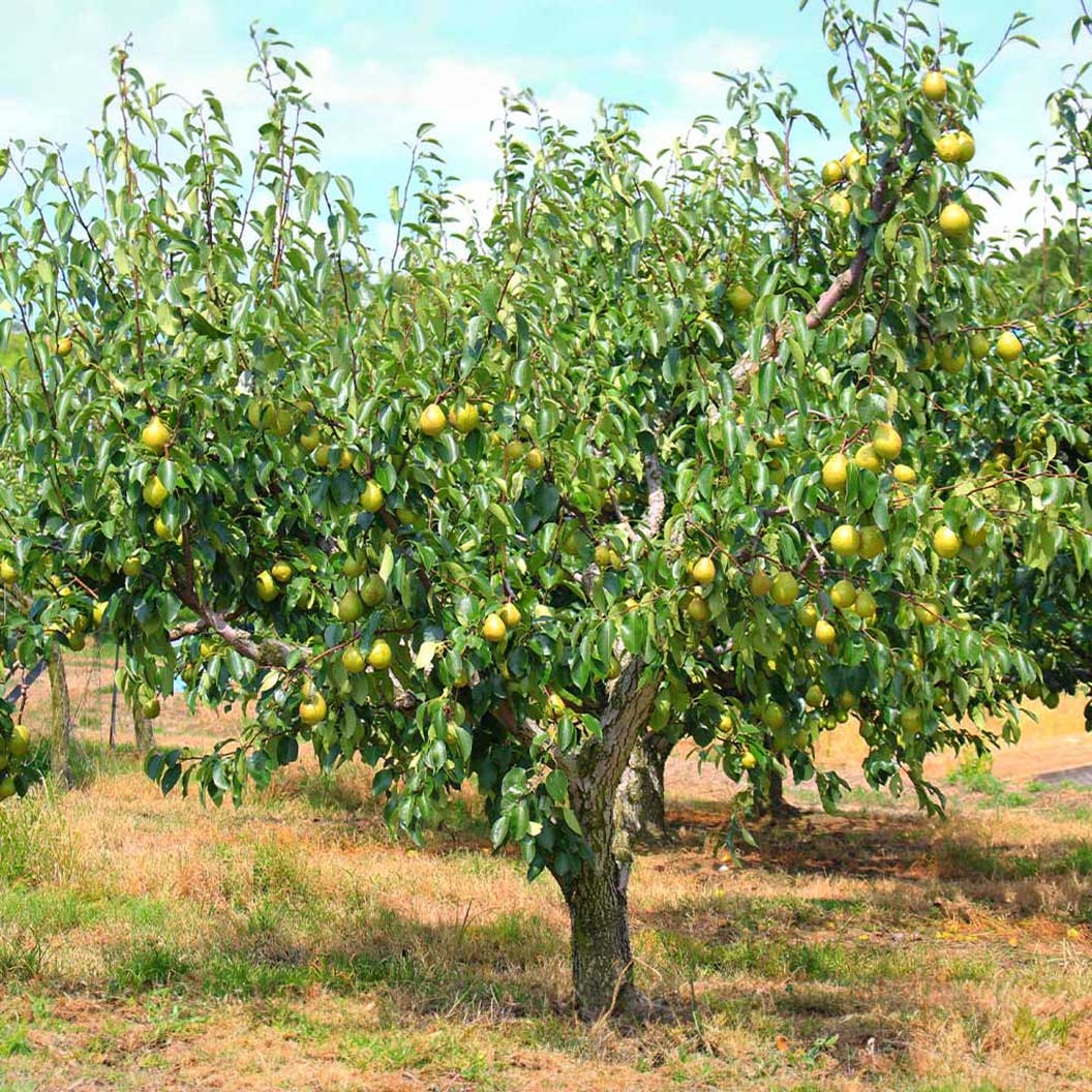 Bartlett Pear Tree - Image 3