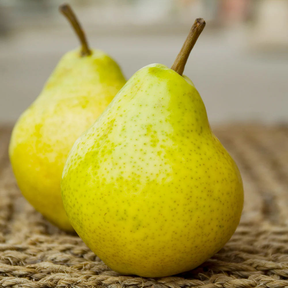 Bartlett Pear Tree - Image 4