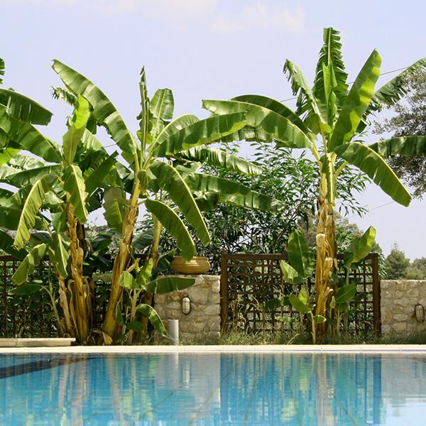 Cold Hardy Banana Tree - Image 3