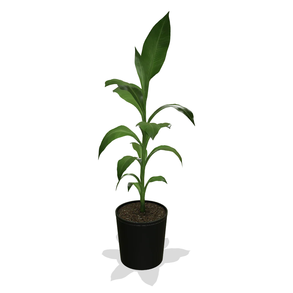 Cold Hardy Banana Tree - Image 4
