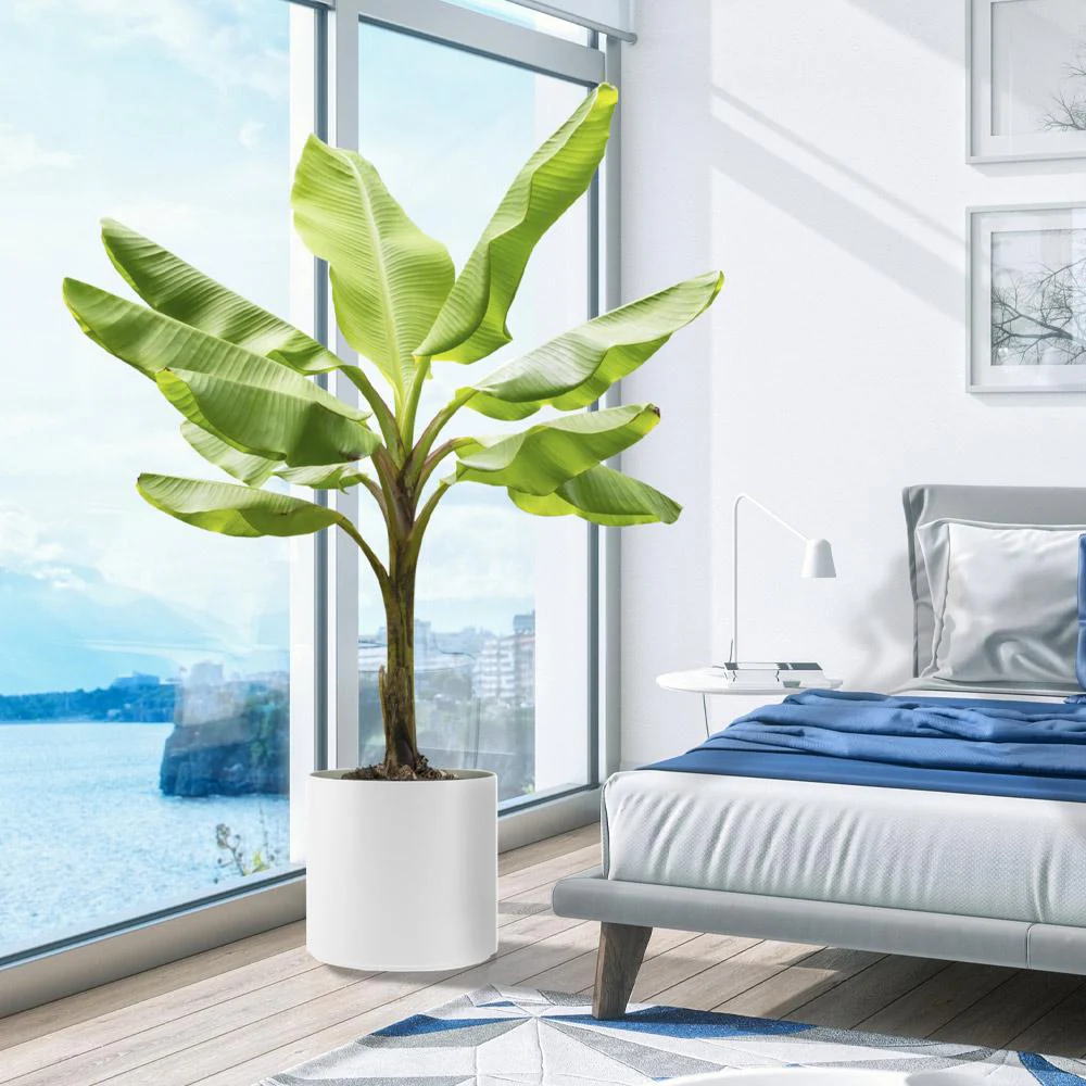 Cold Hardy Banana Tree - Image 6