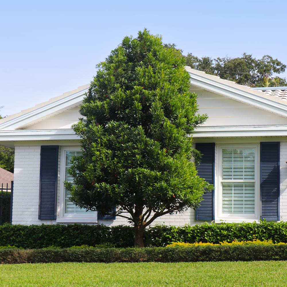 Bay Laurel Tree - Image 3