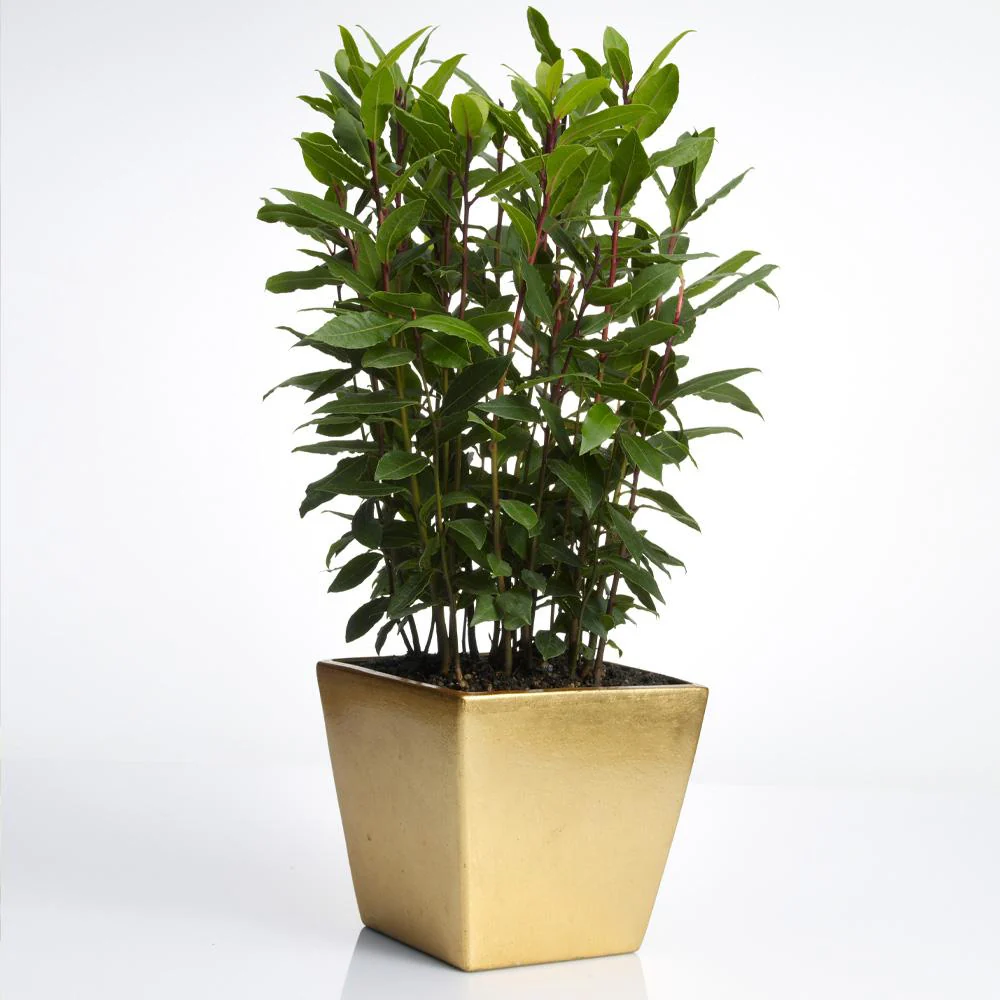 Bay Laurel Tree - Image 4