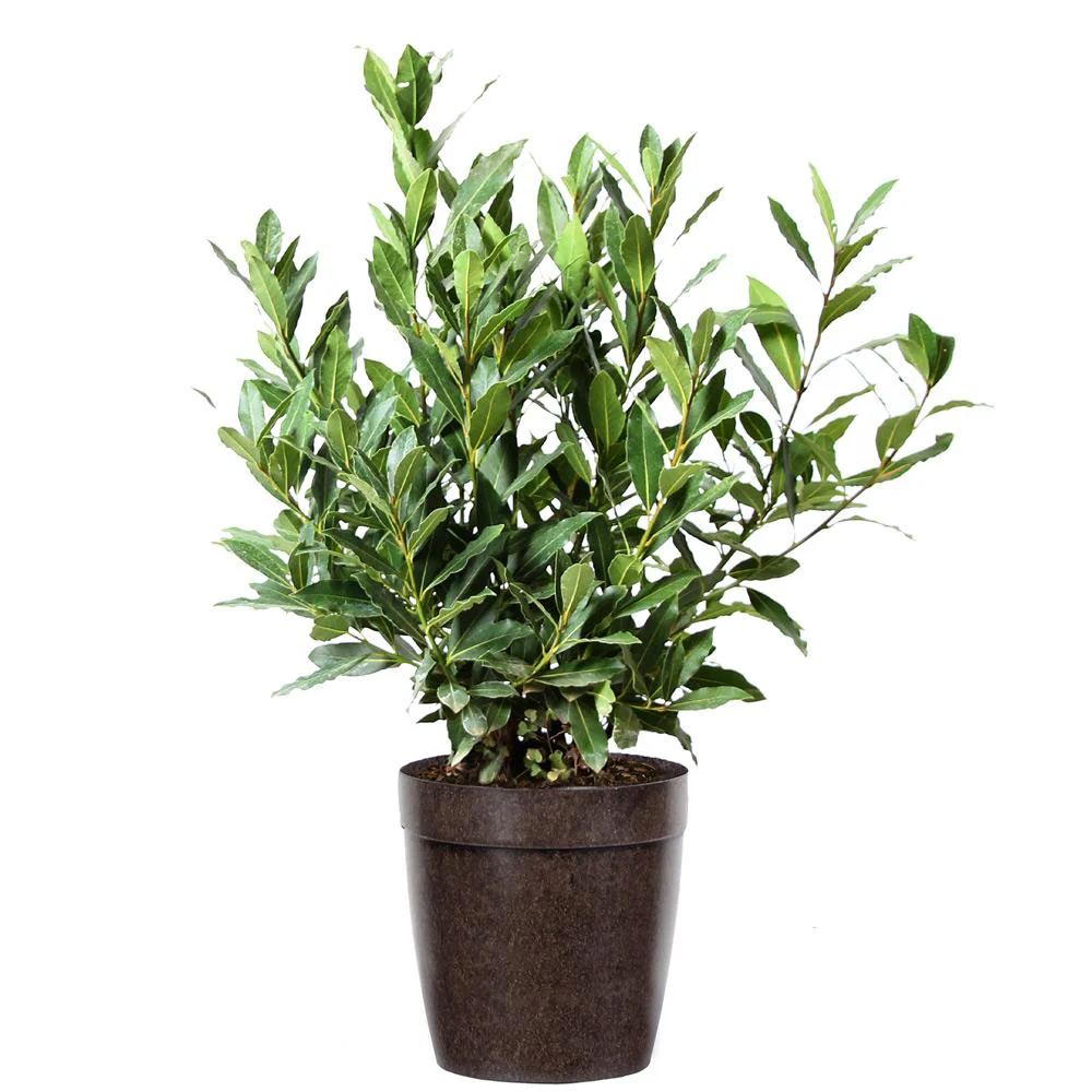 Bay Laurel Tree - Image 6