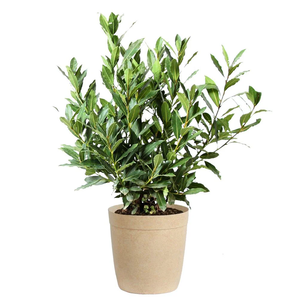 Bay Laurel Tree - Image 7