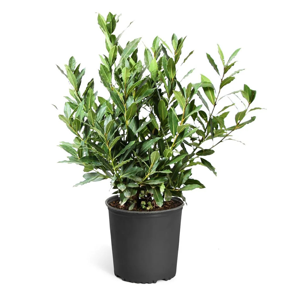 Bay Laurel Tree - Image 8