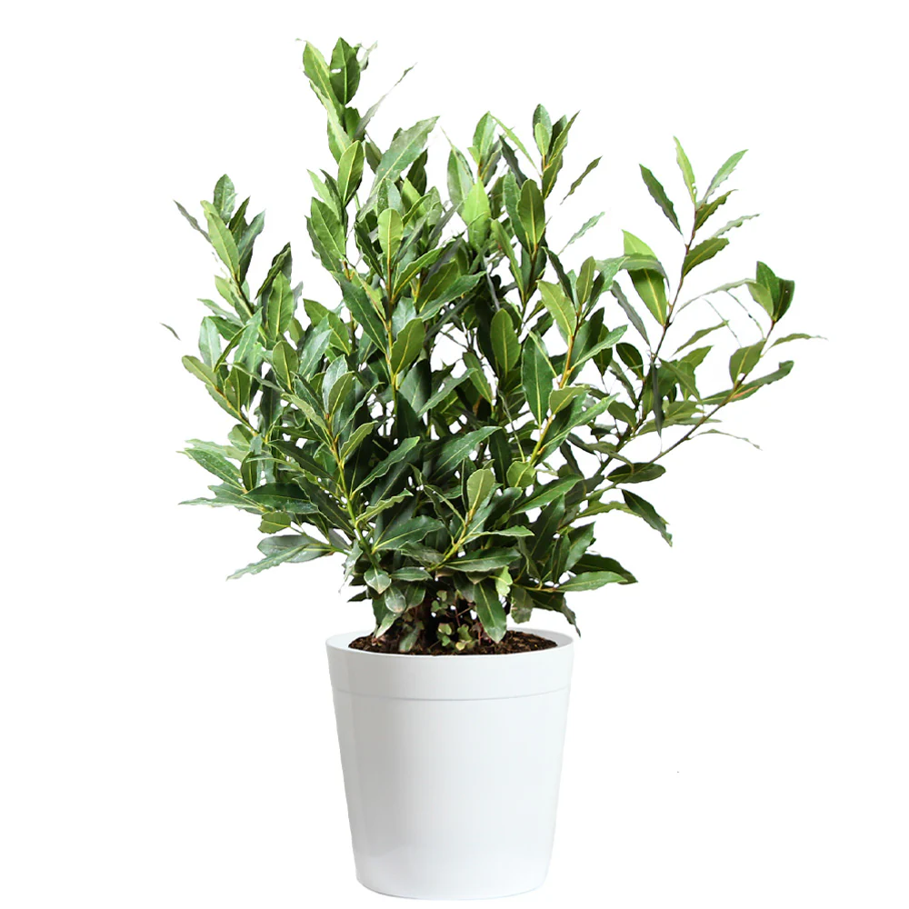 Bay Laurel Tree - Image 9