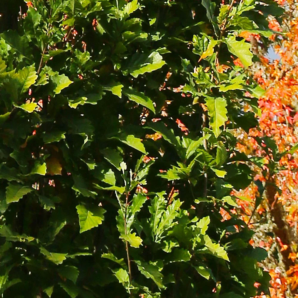 Beacon Swamp White Oak Tree - Image 3