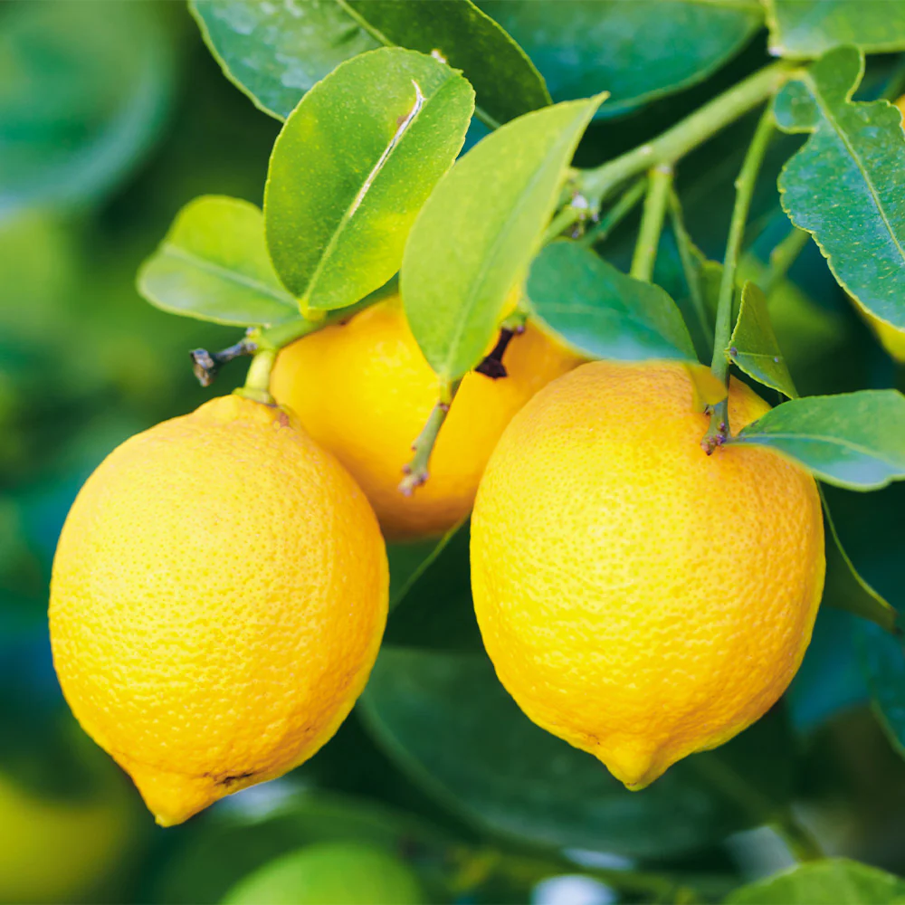 Bearss Lemon Tree - Image 3
