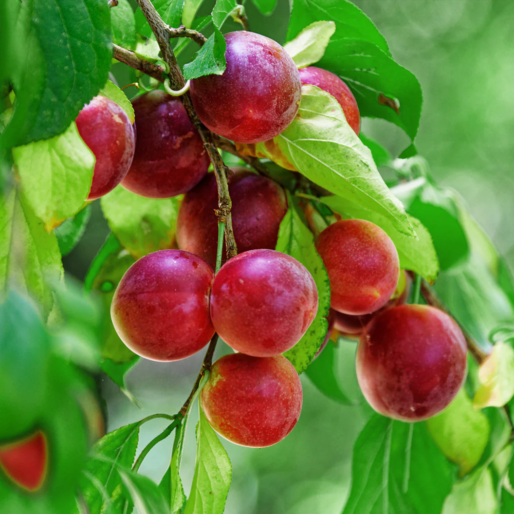 Beauty Japanese Plum Tree - Image 2
