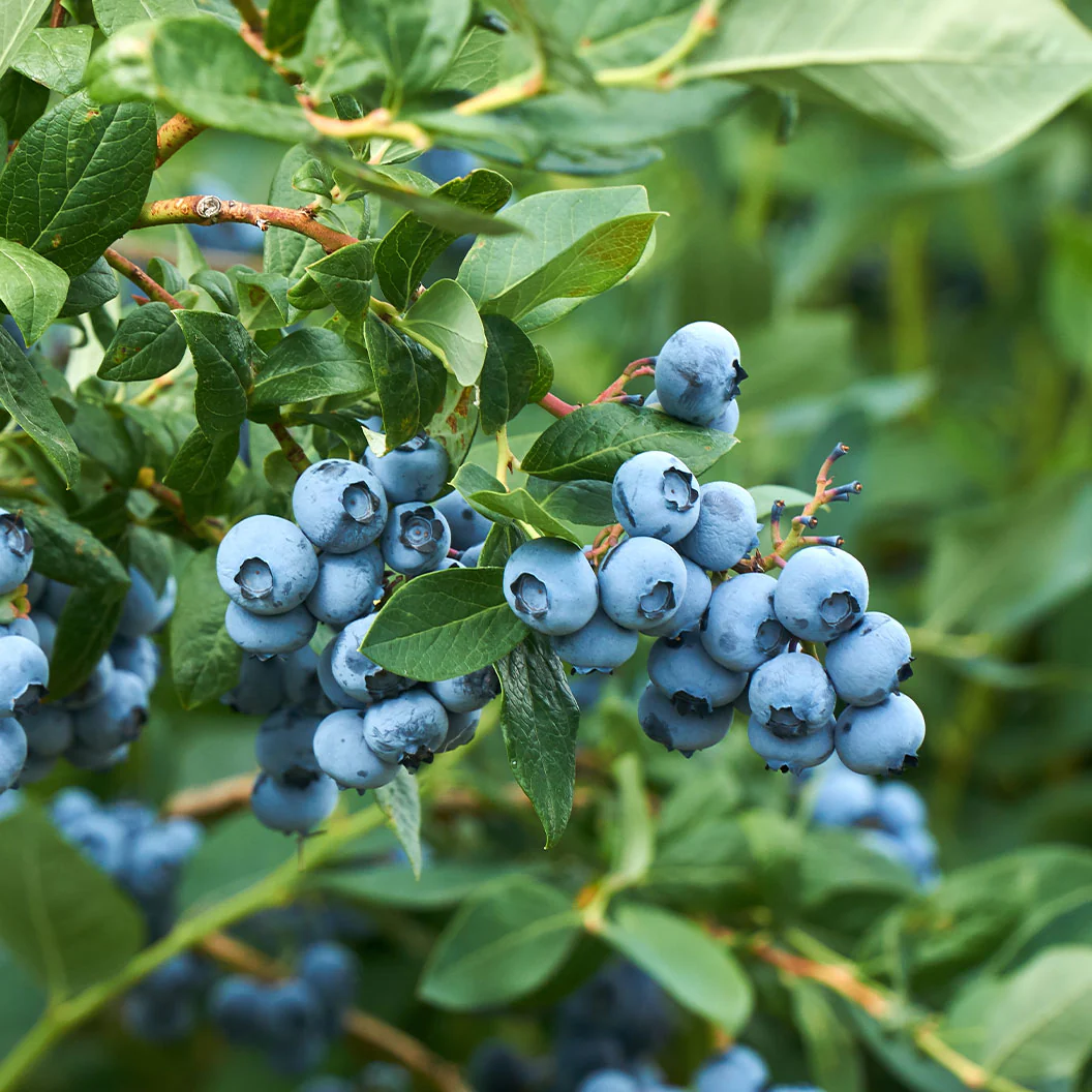 Becki Blue Rabbiteye Blueberry Bush - Image 2