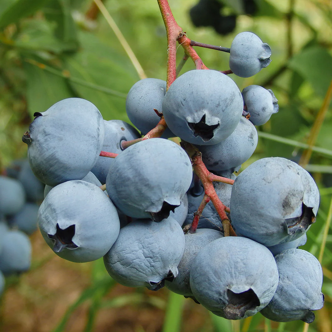 Becki Blue Rabbiteye Blueberry Bush - Image 3