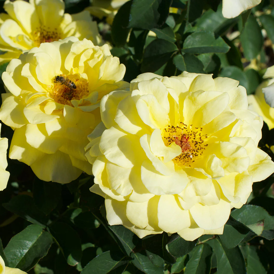 Bee Heaven™ Rose Shrub - Image 2