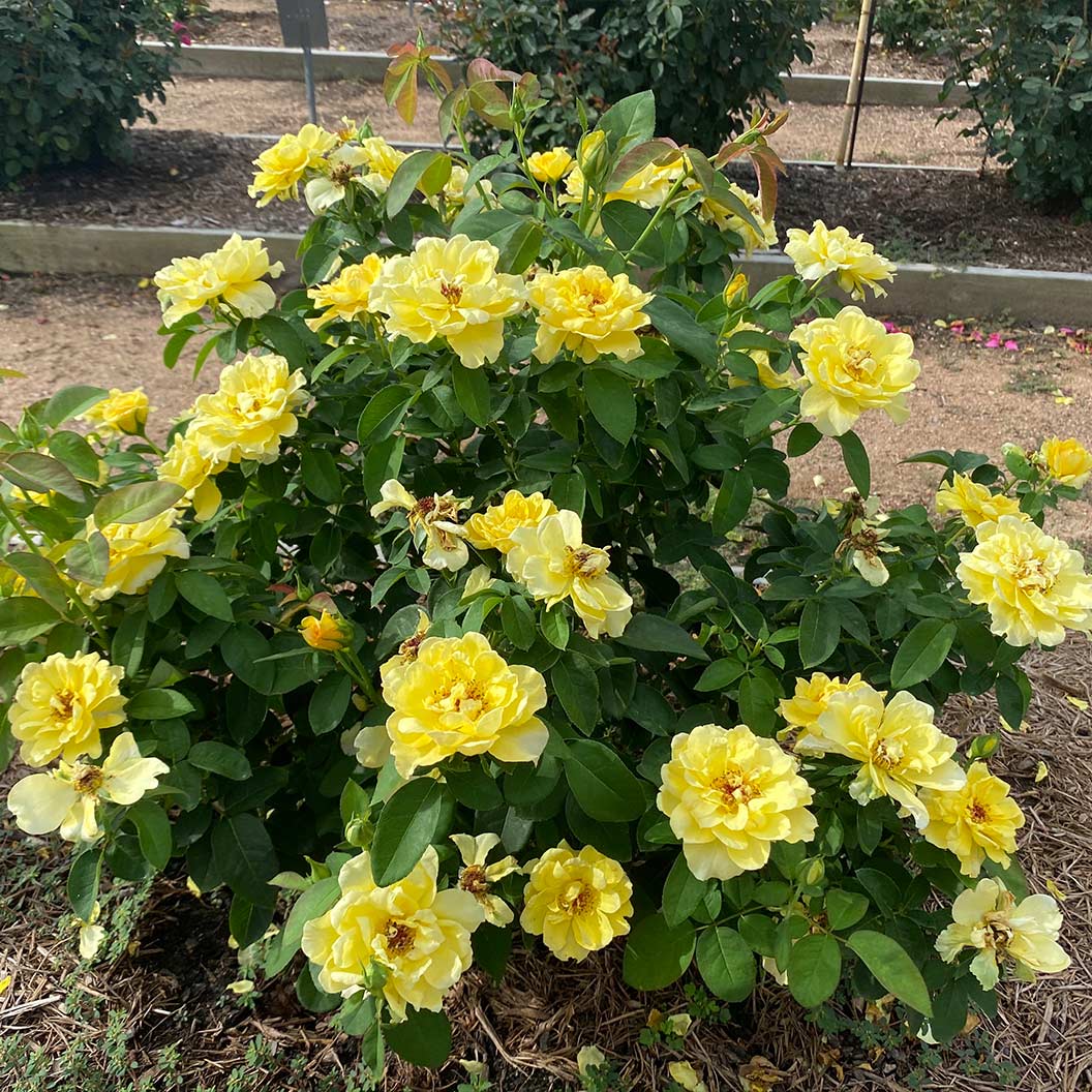 Bee Heaven™ Rose Shrub - Image 3