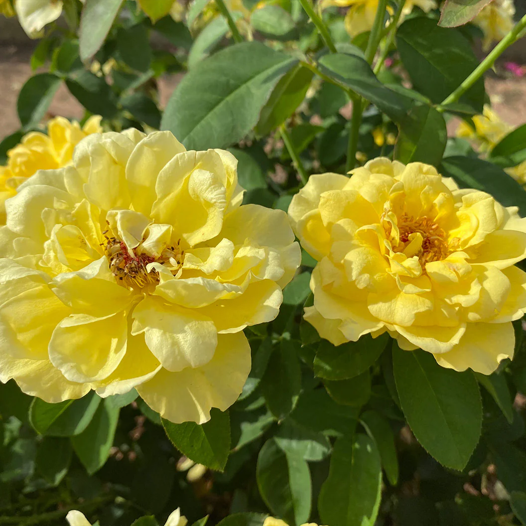 Bee Heaven™ Rose Shrub - Image 4