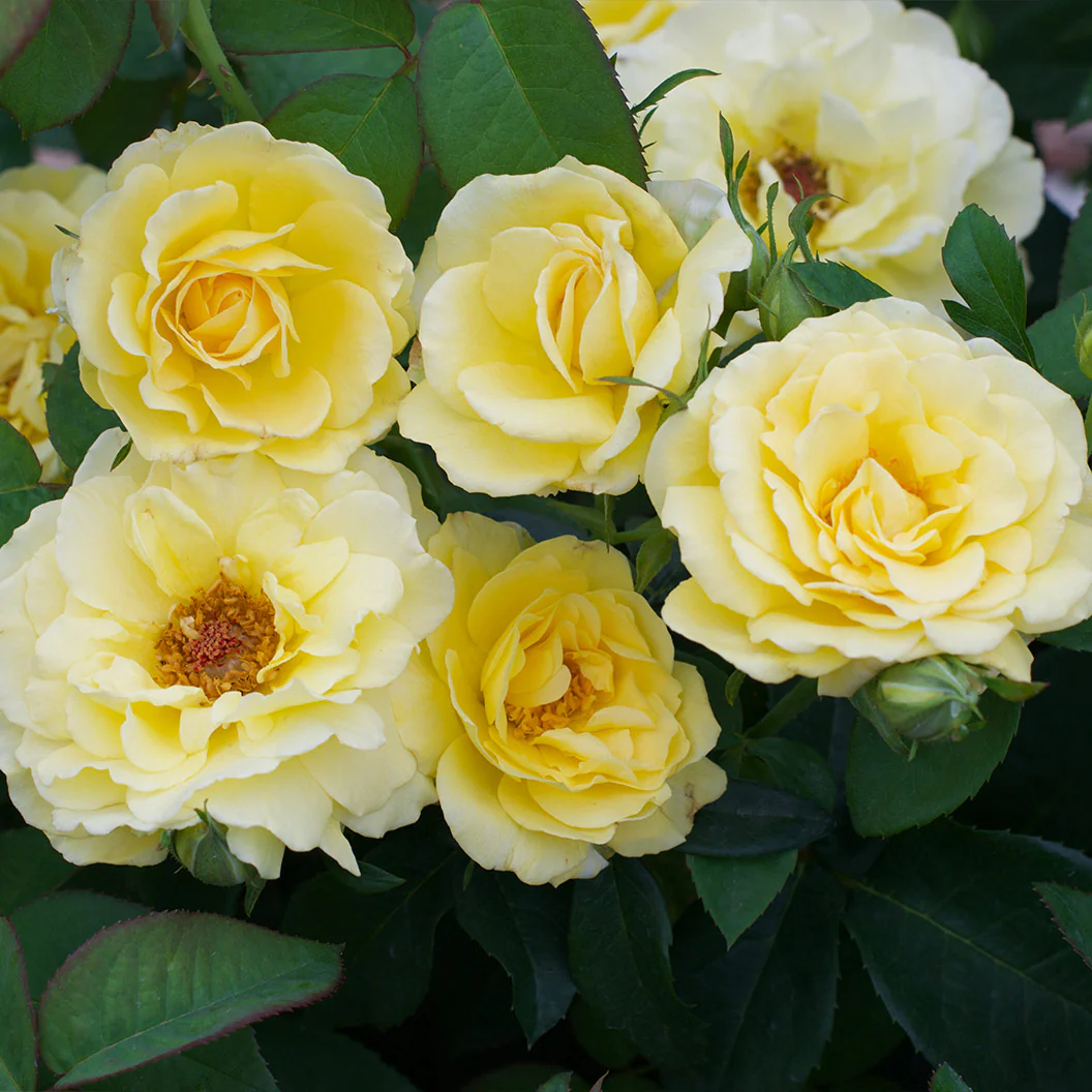 Bee Heaven™ Rose Shrub - Image 5