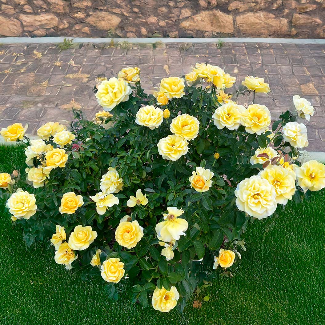 Bee Heaven™ Rose Shrub - Image 6