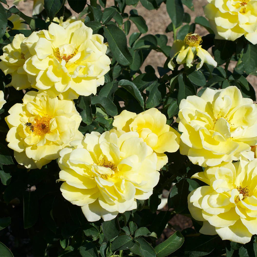 Bee Heaven™ Rose Shrub - Image 7