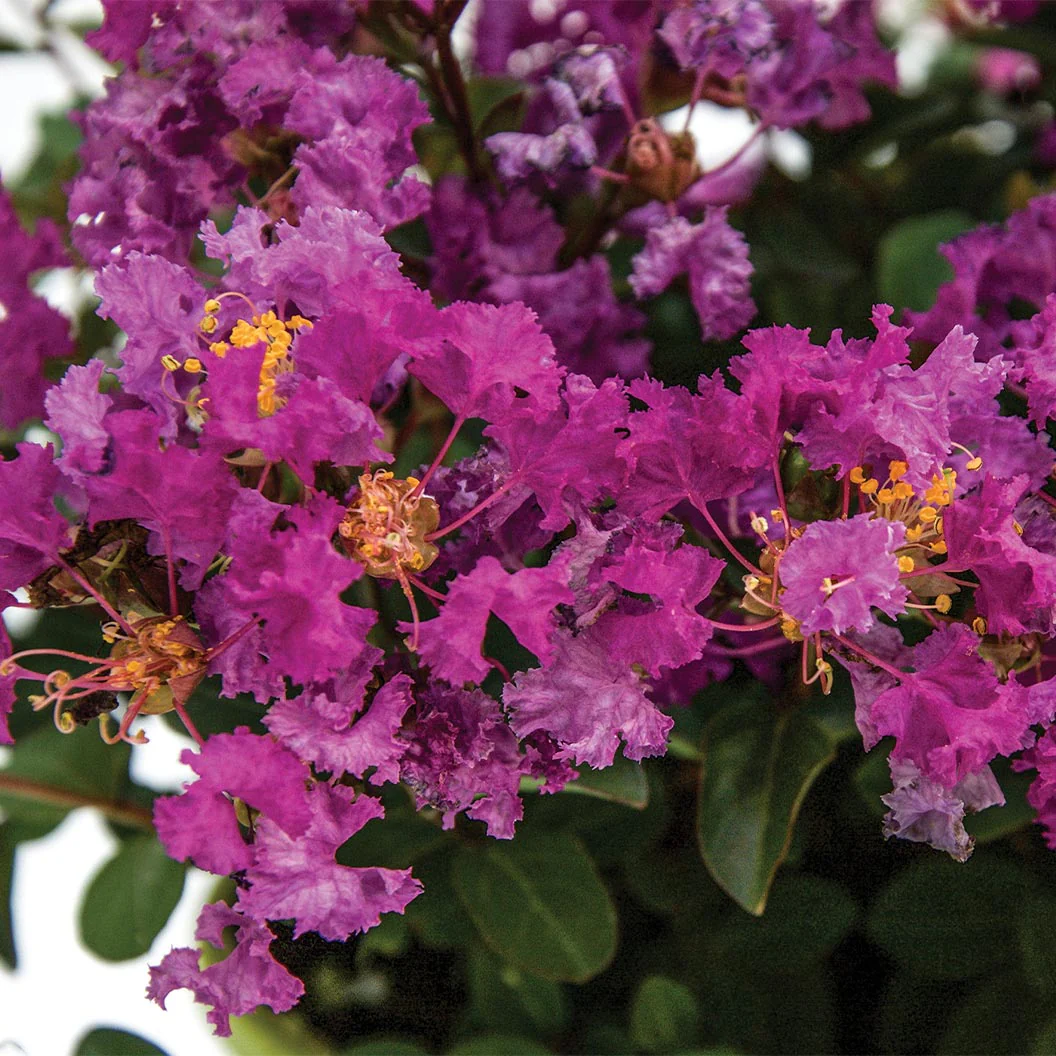 Bloomables® Bellini® Grape Crape Myrtle - Image 3