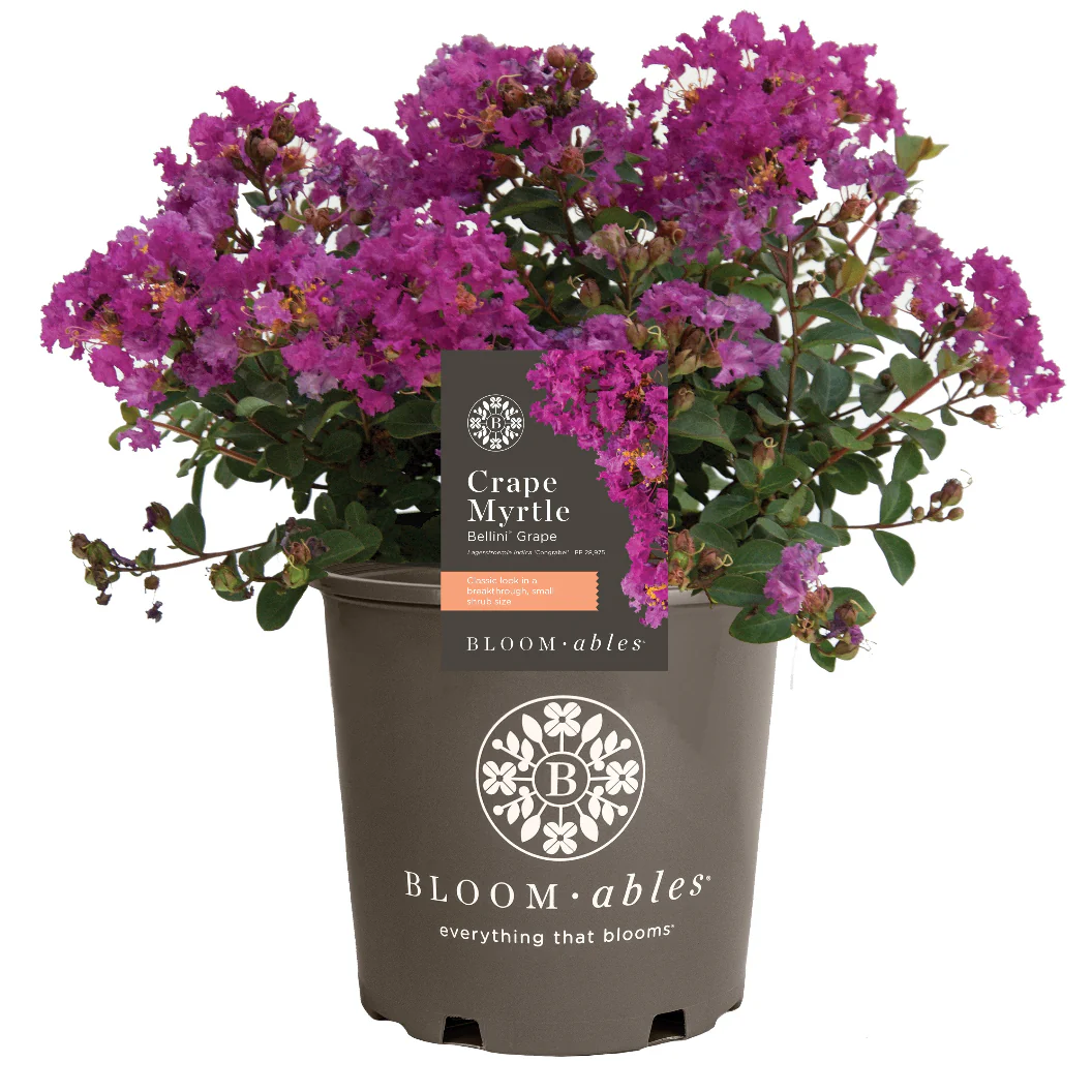 Bloomables® Bellini® Grape Crape Myrtle - Image 4
