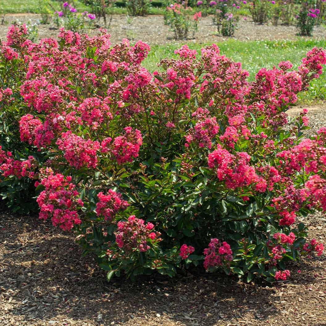 Bloomables® Bellini® Raspberry Crape Myrtle - Image 2