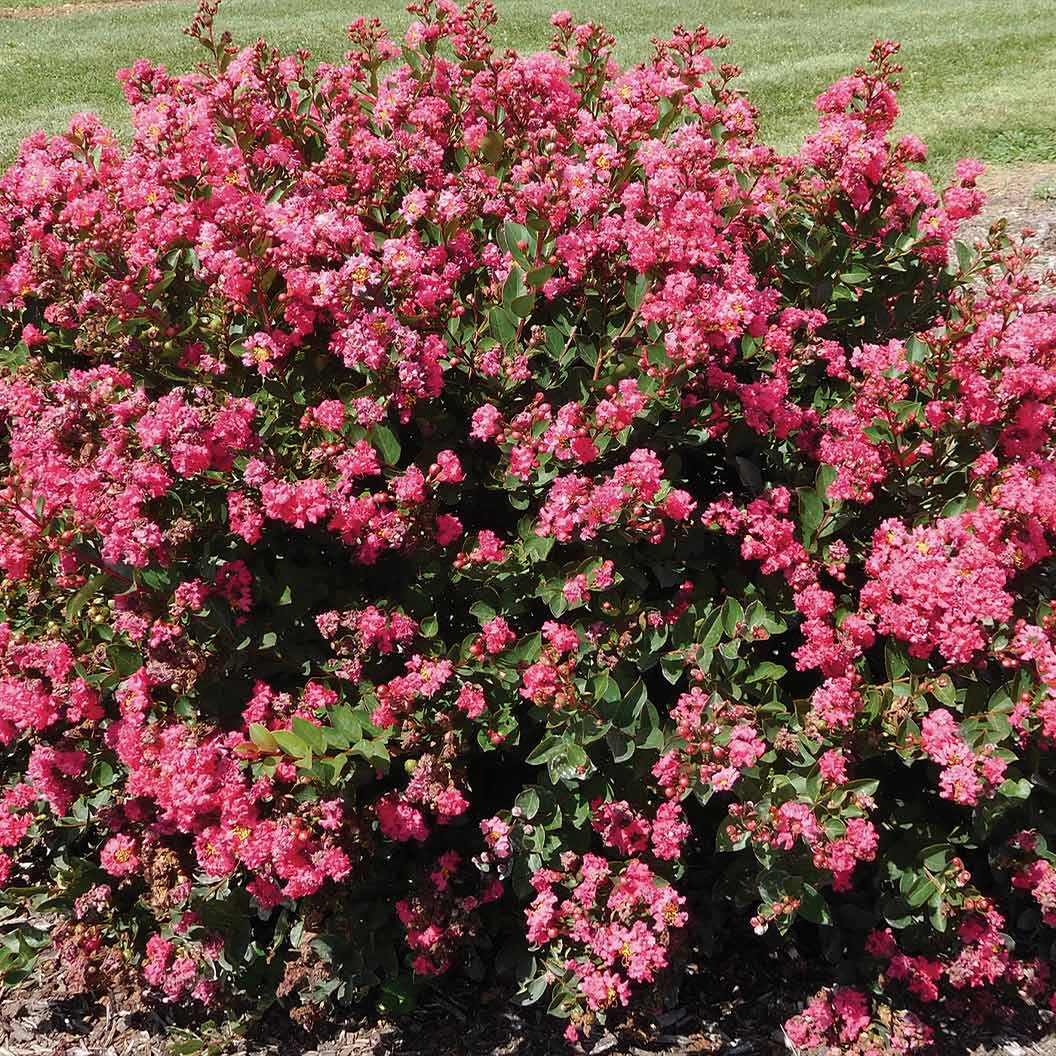 Bloomables® Bellini® Raspberry Crape Myrtle - Image 3