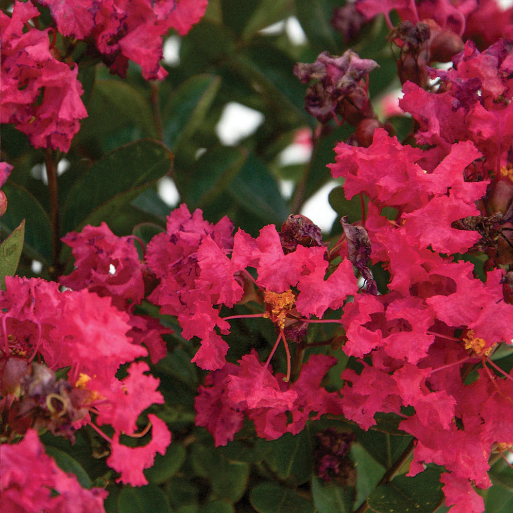 Bloomables® Bellini® Raspberry Crape Myrtle - Image 4