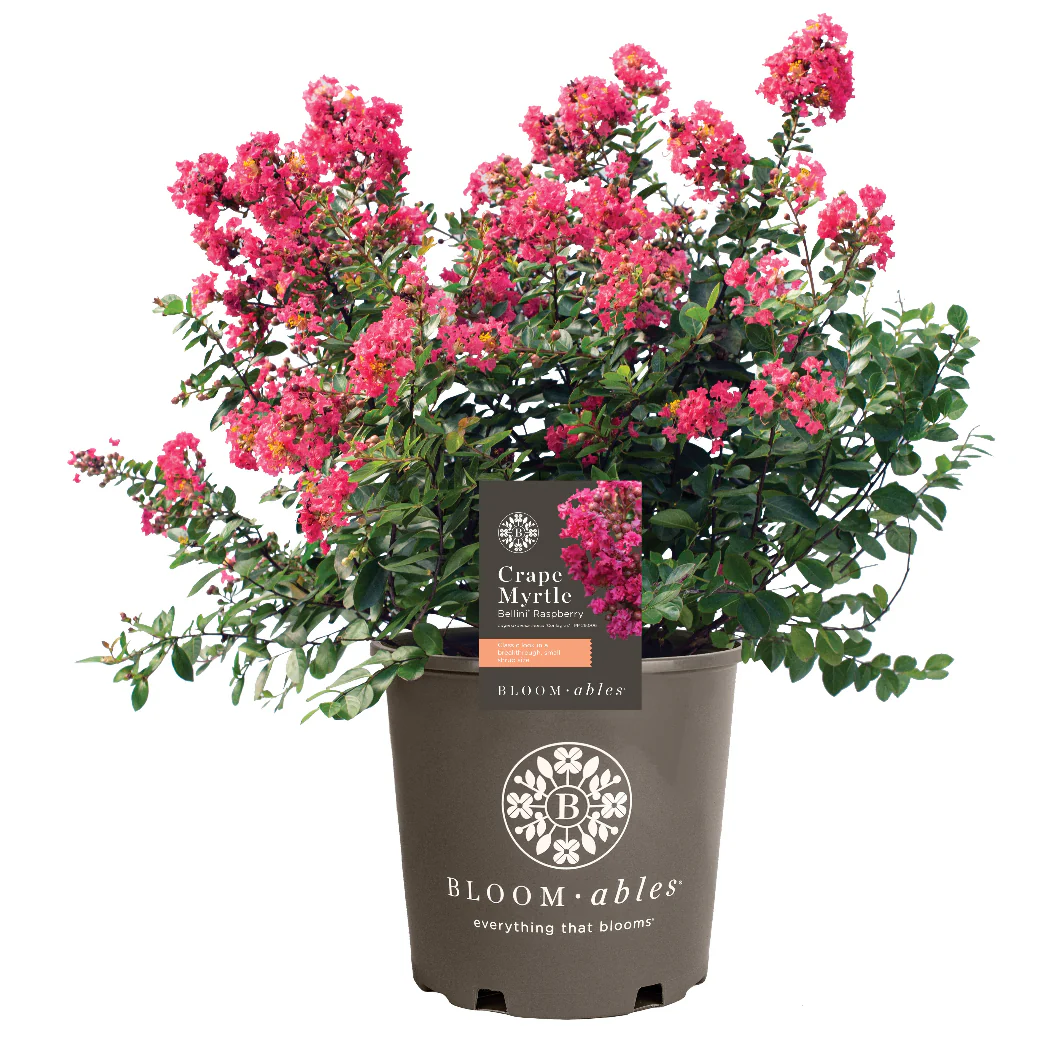 Bloomables® Bellini® Raspberry Crape Myrtle - Image 5