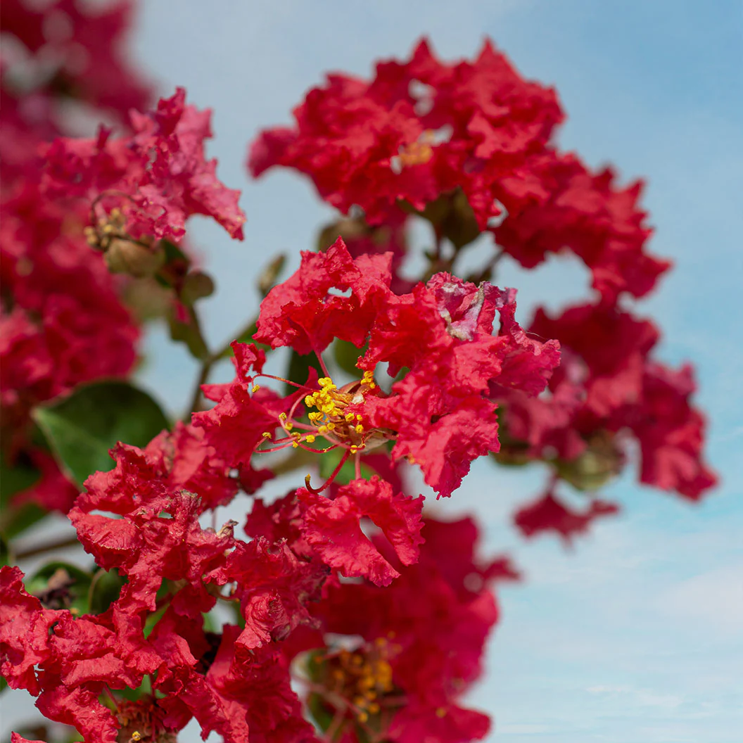 Bellini® Strawberry Crape Myrtle Shrub - Image 2