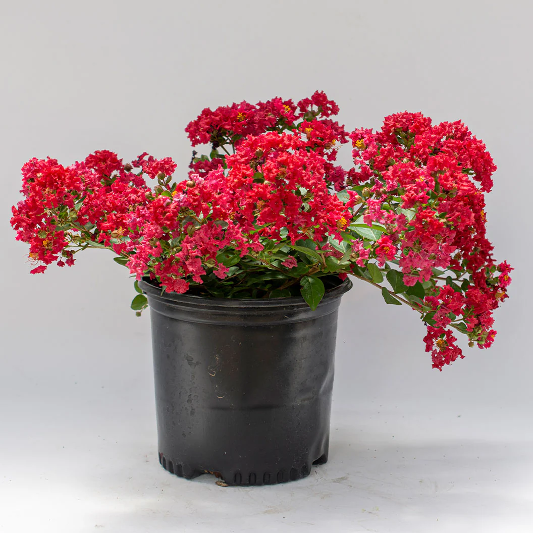 Bellini® Strawberry Crape Myrtle Shrub - Image 3