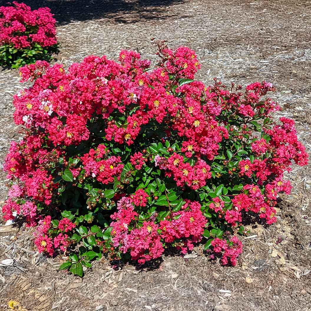 Bellini® Strawberry Crape Myrtle Shrub - Image 4