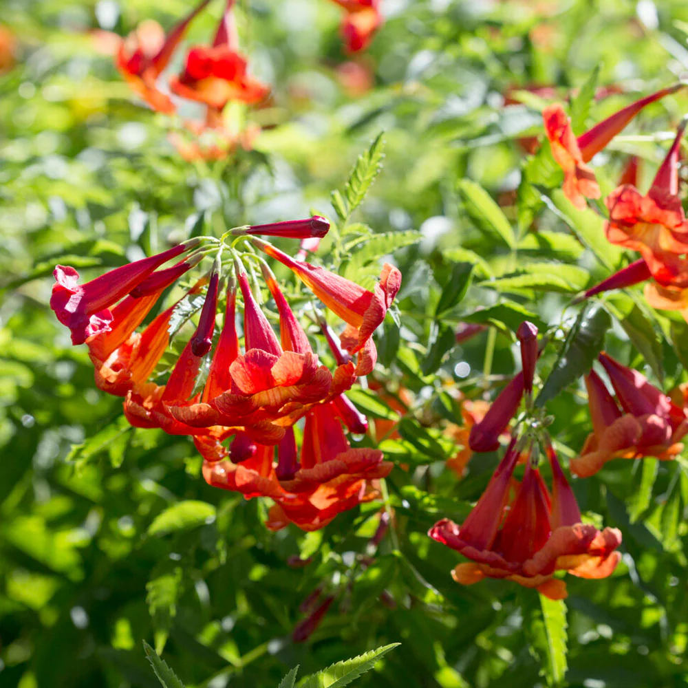 Bells of Fire™ Tecoma Plant - Image 3